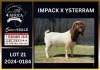 1 X BOER GOAT STUD BUCK Karsten Boerbokke PTY LTD