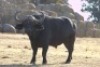 1 x Bul/Bull - 2