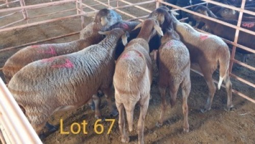 LOT 67 6X MEATMASTER OOI/EWE OSVLEY MEATMASTERS (PER STUK OM LOT TE NEEM/PER PIECE TO TAKE THE LOT)