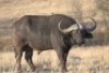 1 x Bul/Bull - 2