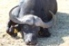 1 x Bul/Bull - 3