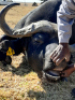 1 x Bul/Bull - 4