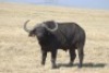 1 x Bul/Bull - 2