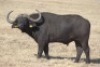1 x Bul/Bull - 3