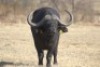 1 x Bul/Bull - 4