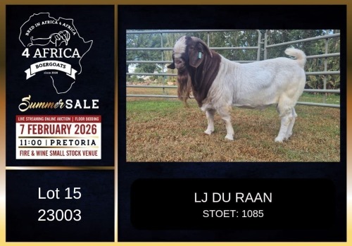 1 X BOER GOAT FLOCK BUCK LJ du Raan
