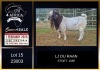 1 X BOER GOAT FLOCK BUCK LJ du Raan