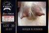 1 X BOER GOAT STUD DOE PREGNANT Milamiek Boerbokstoet - 4