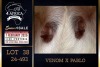 1 X BOER GOAT FLOCK DOE PREGNANT Milamiek Boerbokstoet - 4