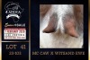 1 X BOER GOAT STUD DOE PREGNANT Milamiek Boerbokstoet - 4