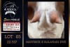 1 X BOER GOAT FLOCK ON TEAT DOE PREGNANT Milamiek Boerbokstoet - 3