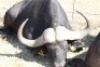 1 x Bul/Bull - 5