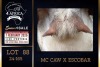 1 X BOER GOAT STUD DOE PREGNANT Milamiek Boerbokstoet - 4