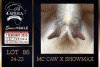 1 X BOER GOAT FLOCK ON COLOUR DOE PREGNANT Milamiek Boerbokstoet - 3