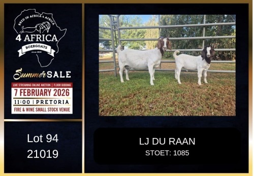 1+1 X BOER GOAT STUD DOE LJ du Raan