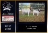 1+1 X BOER GOAT STUD DOE LJ du Raan