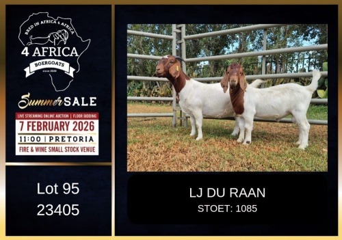 1+1 X BOER GOAT FLOCK ON TEAT DOE LJ du Raan