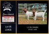 1+1 X BOER GOAT FLOCK ON TEAT DOE LJ du Raan