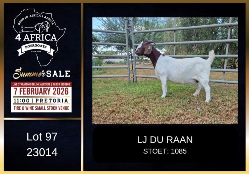 1 X BOER GOAT FLOCK DOE PREGNANT LJ du Raan