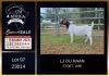 1 X BOER GOAT FLOCK DOE PREGNANT LJ du Raan