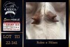 1 X BOER GOAT FLOCK DOE PREGNANT Milamiek Boerbokstoet - 2