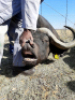 1 x Bul/Bull - 6