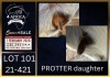 1 X BOER GOAT FLOCK ON COLOUR DOE Karsten Boerbokke PTY LTD - 2
