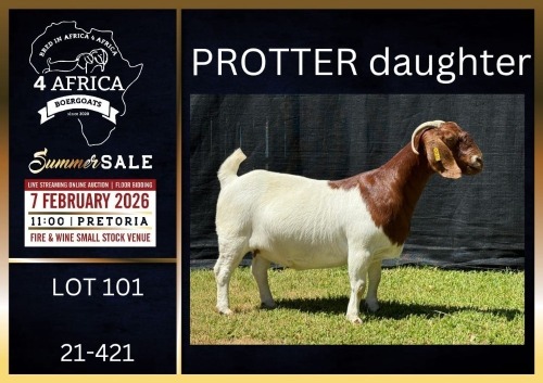 1 X BOER GOAT FLOCK ON COLOUR DOE Karsten Boerbokke PTY LTD