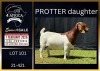 1 X BOER GOAT FLOCK ON COLOUR DOE Karsten Boerbokke PTY LTD