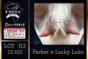 1 X BOER GOAT STUD DOE PREGNANT Milamiek Boerbokstoet - 3