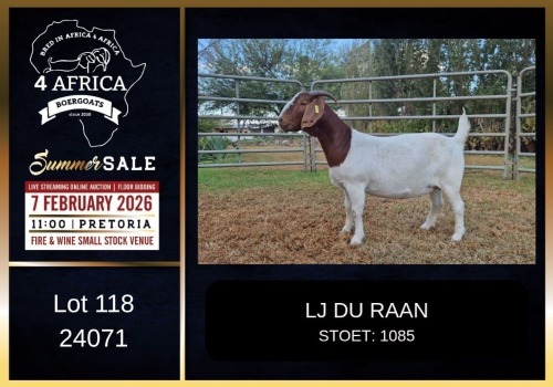 1 X BOER GOAT STUD DOE PREGNANT LJ du Raan