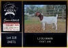 1 X BOER GOAT STUD DOE PREGNANT LJ du Raan