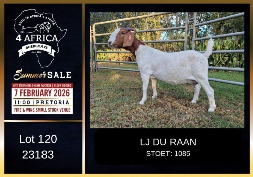 1 X BOER GOAT FLOCK DOE LJ du Raan