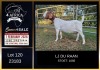 1 X BOER GOAT FLOCK DOE LJ du Raan
