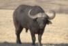1 x Bul/Bull - 2