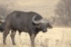 1 x Bul/Bull - 3