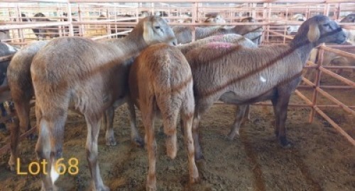 LOT 68 5X MEATMASTER OOI/EWE OSVLEY MEATMASTERS (PER STUK OM LOT TE NEEM/PER PIECE TO TAKE THE LOT)