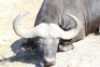 1 x Bul/Bull - 4