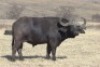 1 x Bul/Bull - 2