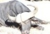 1 x Bul/Bull - 3