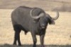 1 x Bul/Bull - 2