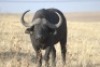 1 x Bul/Bull - 3