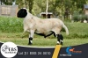 1 X MEATMASTER RAM EBS Boerdery
