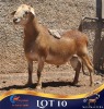 1 X MEATMASTER RAM Lelieshoek Meatmasters