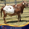 1 X MEATMASTER RAM Kleine Halte