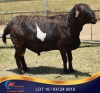 1 X MEATMASTER RAM Kleine Halte