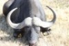 1 x Bul/Bull - 4