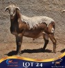 1 X MEATMASTER RAM Lelieshoek Meatmasters