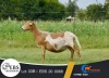 1+1 X MEATMASTER EWE EBS Boerdery