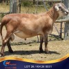 1 X MEATMASTER RAM Kleine Halte